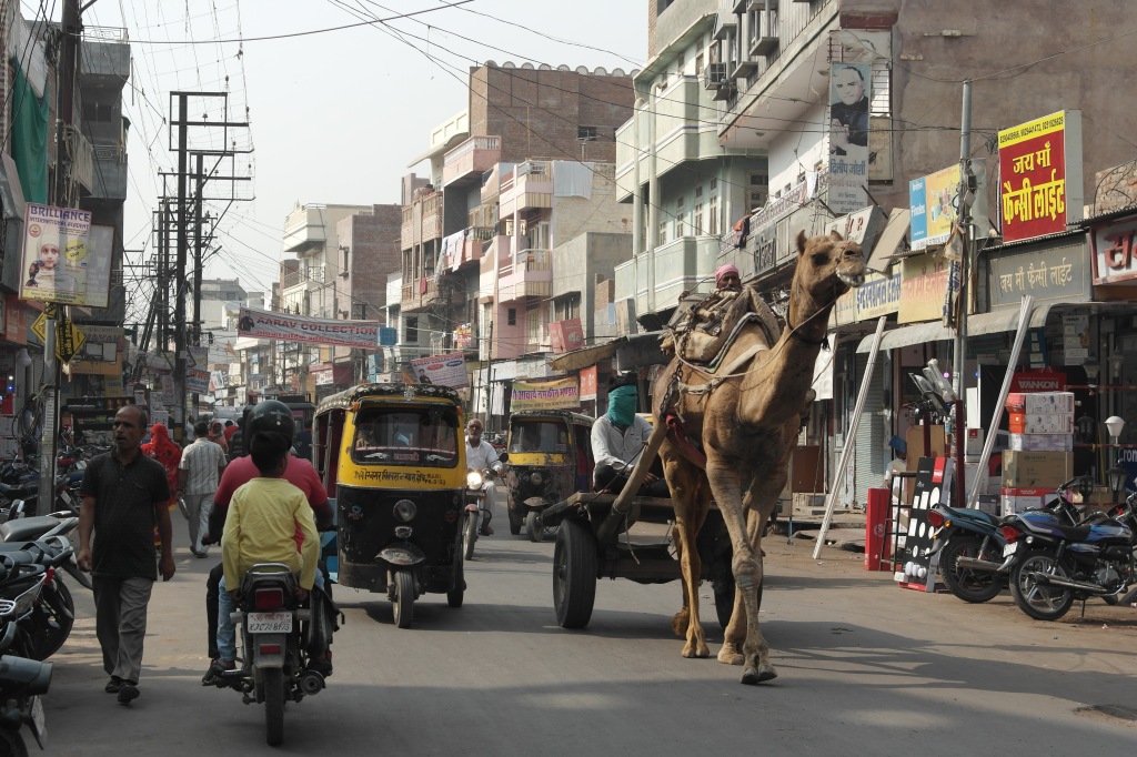 camel in traffic bikaner india